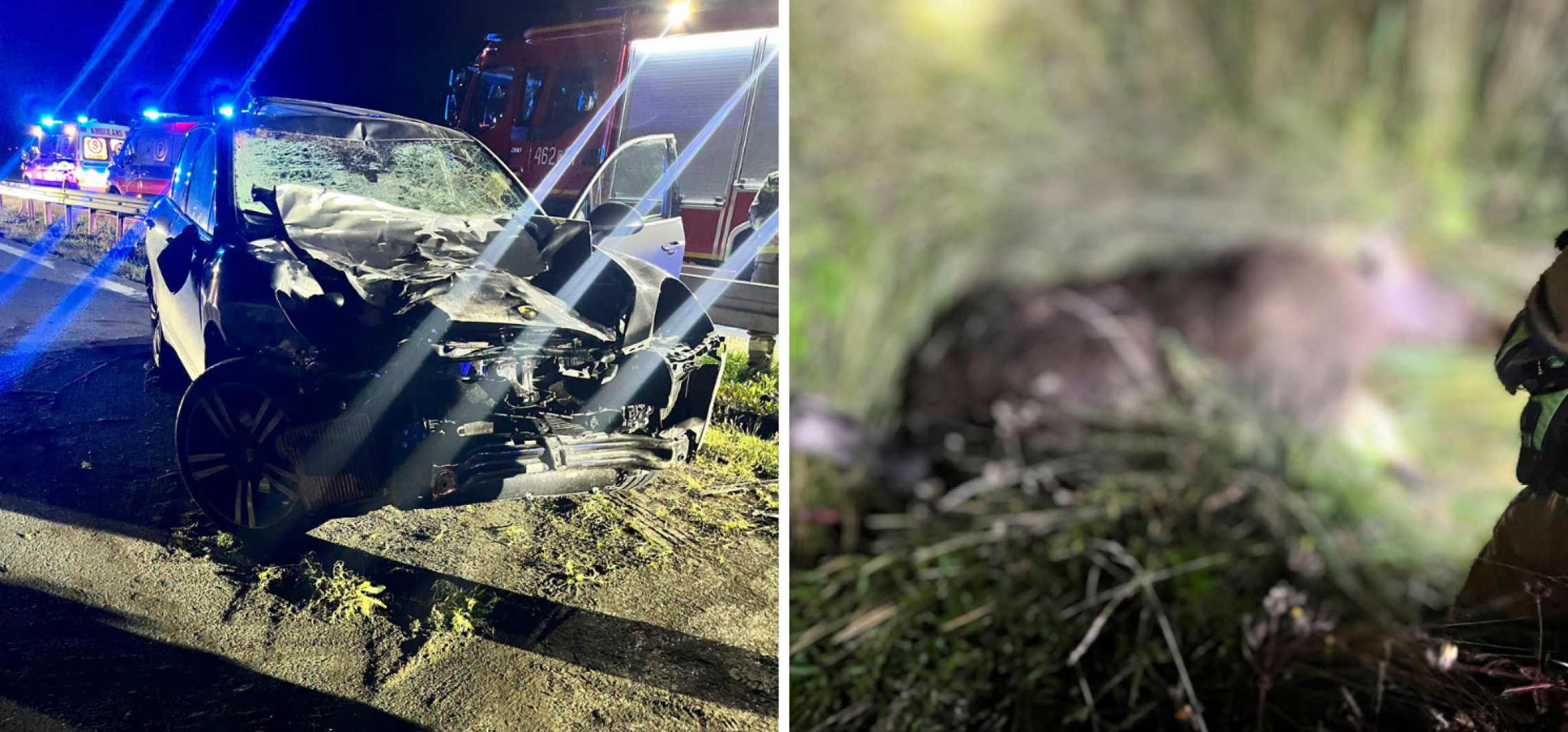 Porsche zderzyło się z łosiem na obwodnicy Inowrocławia