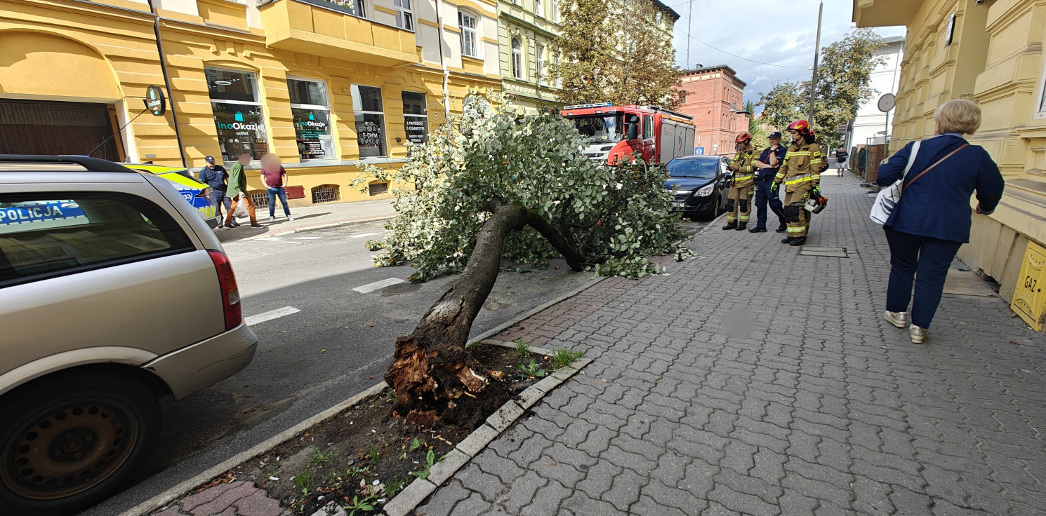 Inowrocław - Drzewo przewróciło się na ulicę w centrum miasta