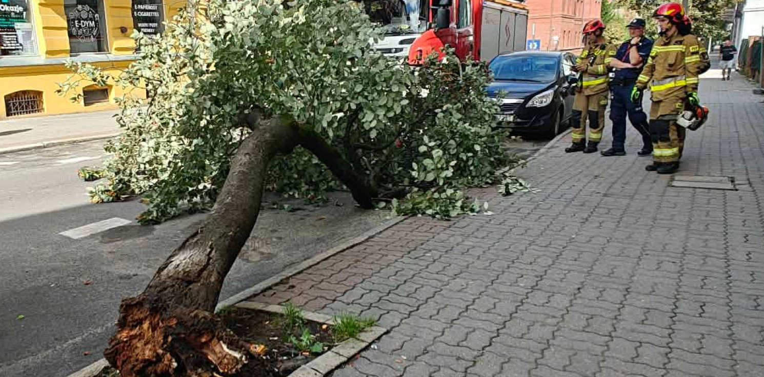 Inowrocław - Drzewo przewróciło się na ulicę w centrum miasta