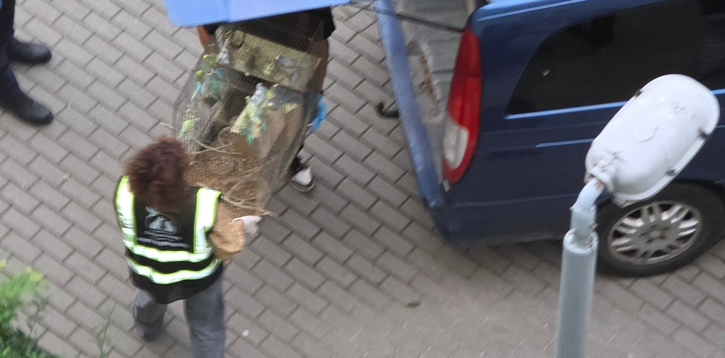 Inowrocław - Ponad 170 zwierząt w jednym pokoju. Wielogodzinna interwencja w Inowrocławiu