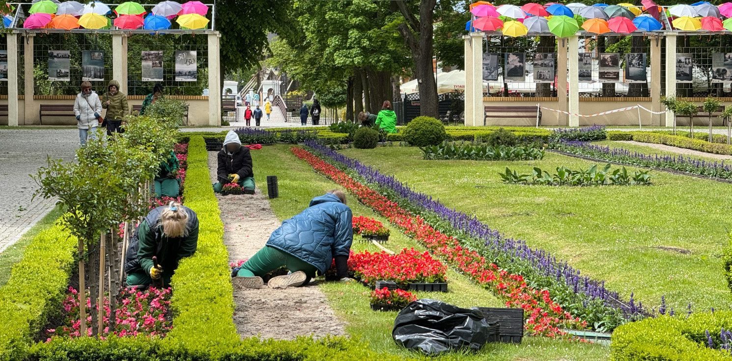 Inowrocław - Miejskie pelargonie za darmo. Kiedy i gdzie je odebrać?