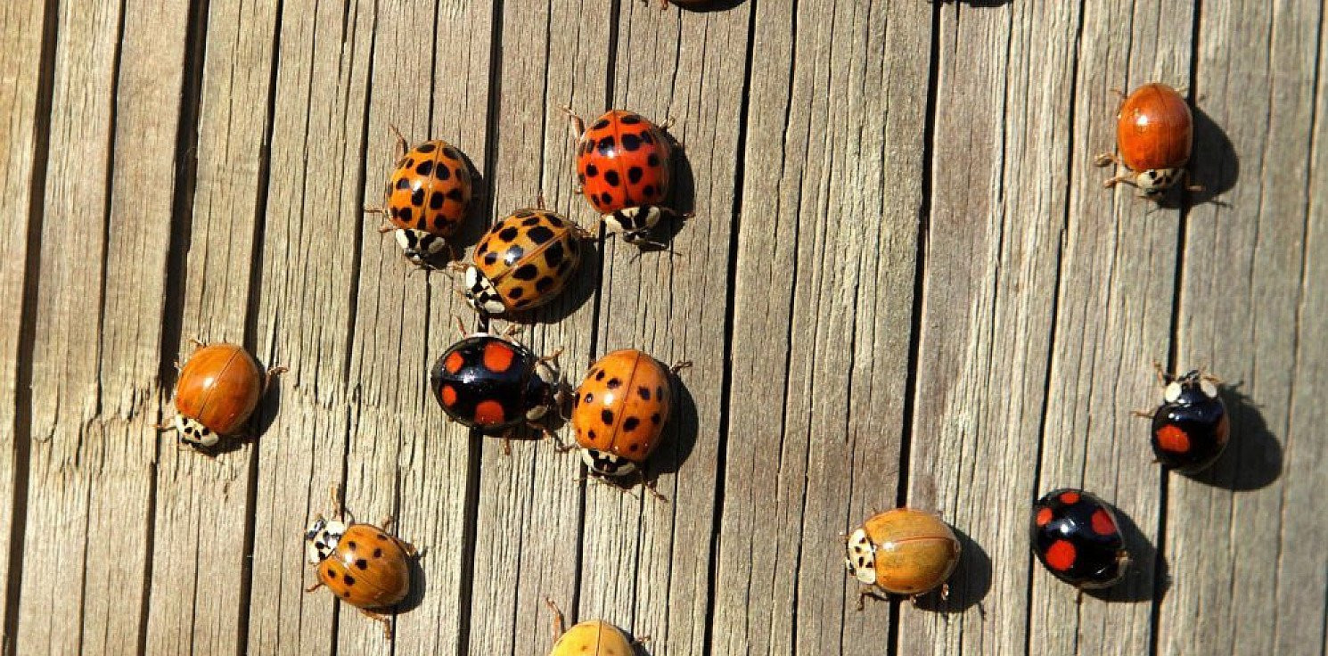 Kraj - Entomolodzy radzą, jak pozbyć się biedronek z domów