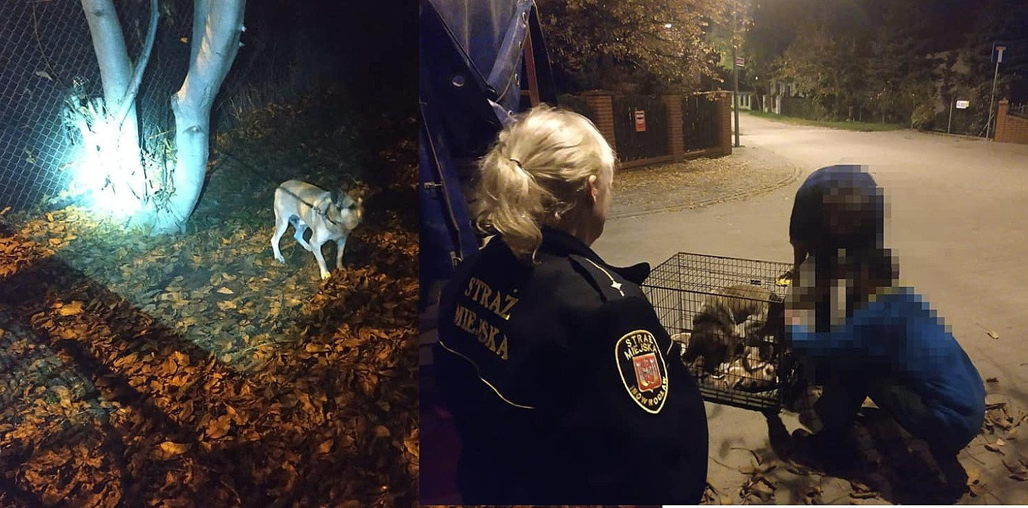 Inowrocław - Przywiązali psy sznurkiem do drzewa