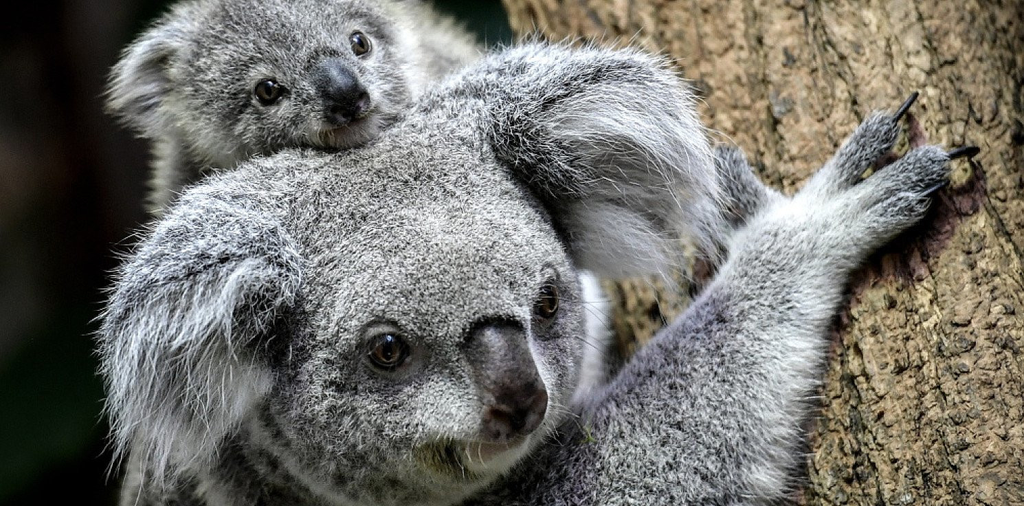 Świat - Setki misiów koala zagrożone przez pożary lasów