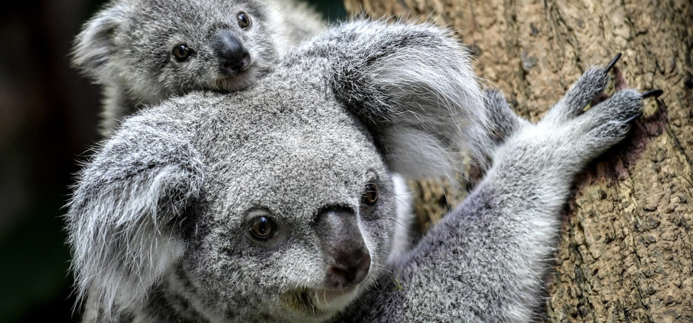 Świat - Setki misiów koala zagrożone przez pożary lasów
