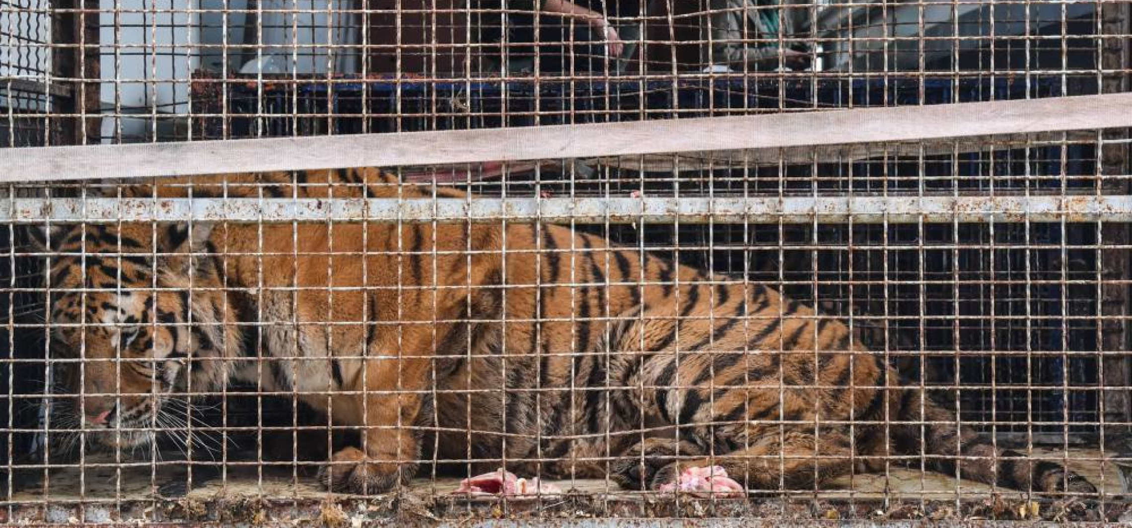 Kraj - Zarzuty znęcania się nad zwierzętami dla włoskich kierowców samochodu z tygrysami