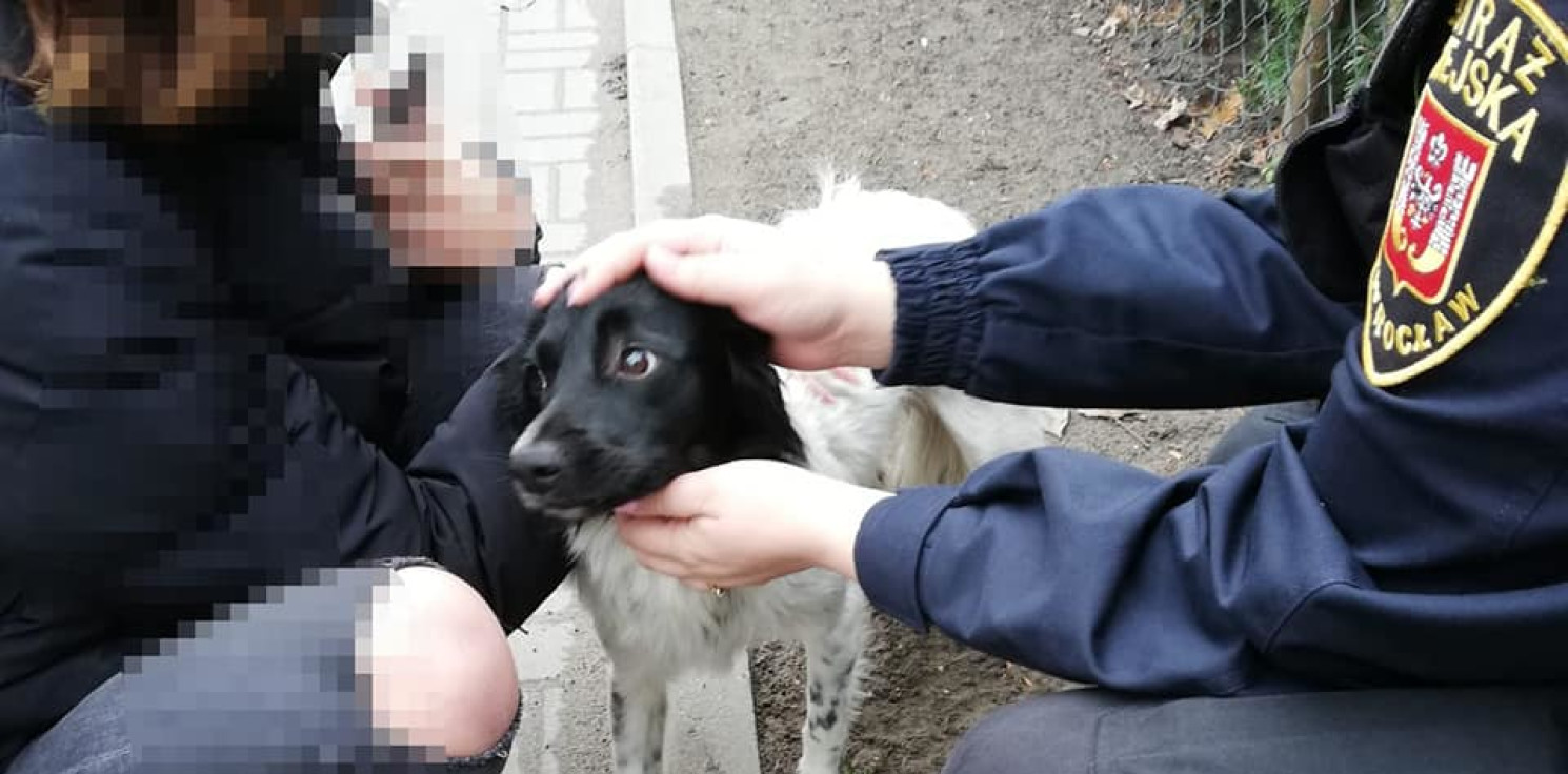 Inowrocław - Pies błądził po ulicach. Właściciel dostał mandat