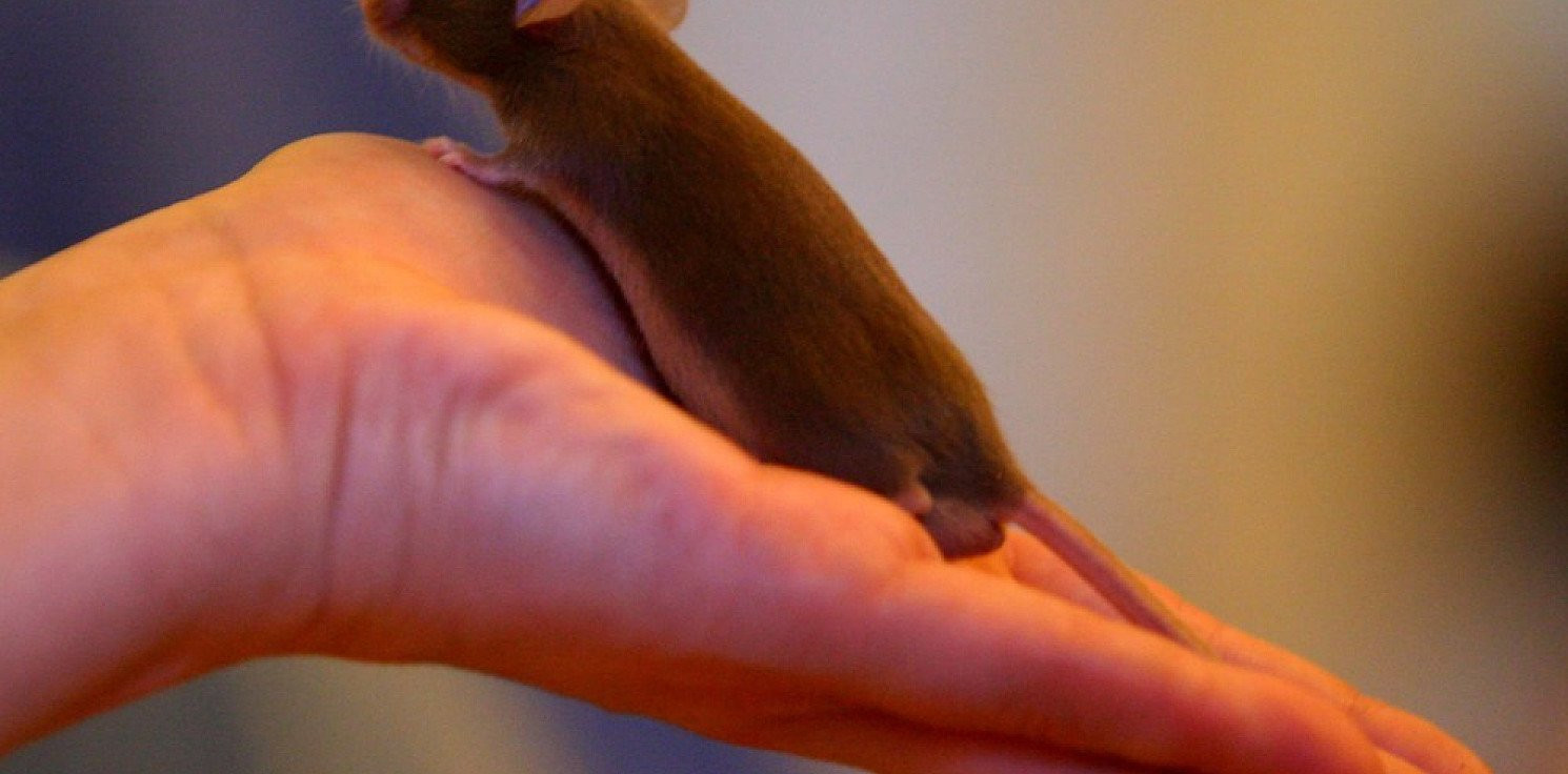 Świat - Zespół Downa można leczyć, na razie u myszy
