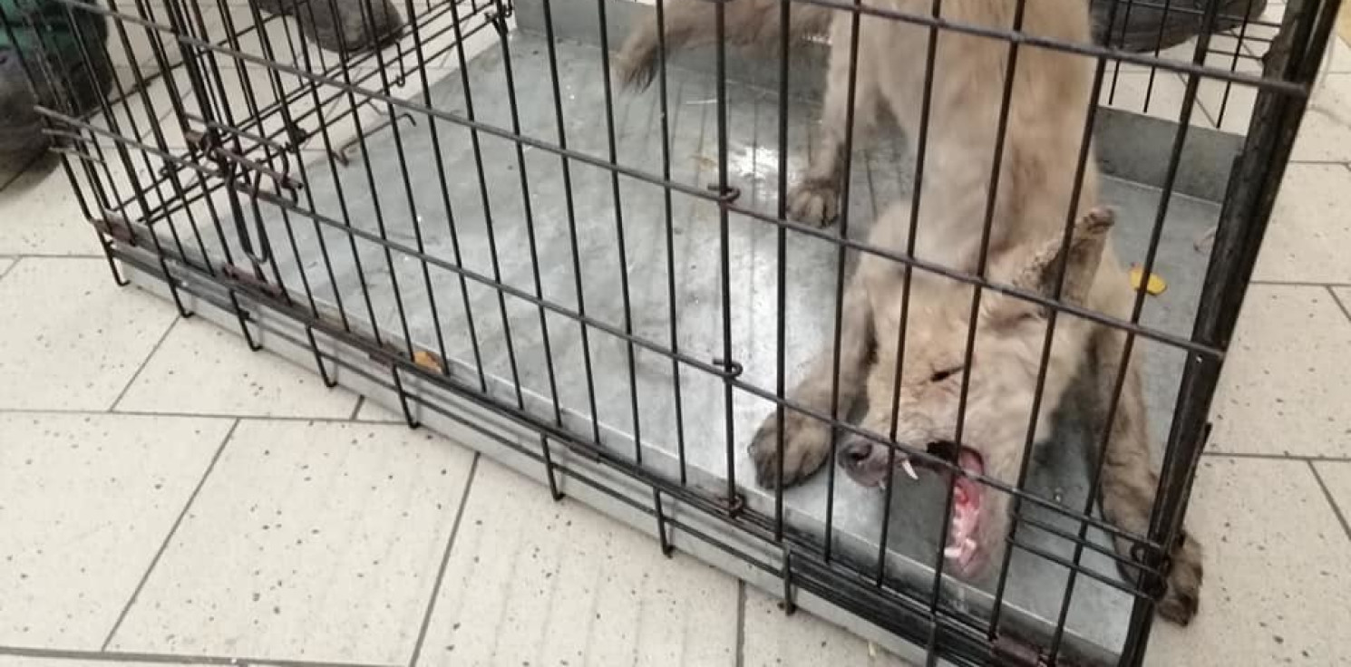 Inowrocław - Lis błąkał się po markecie przy Galerii Solnej