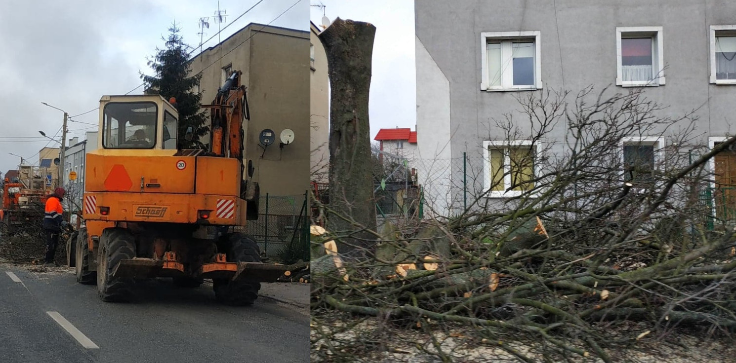 Inowrocław - Uwaga na Szymborskiej, wycinają drzewa
