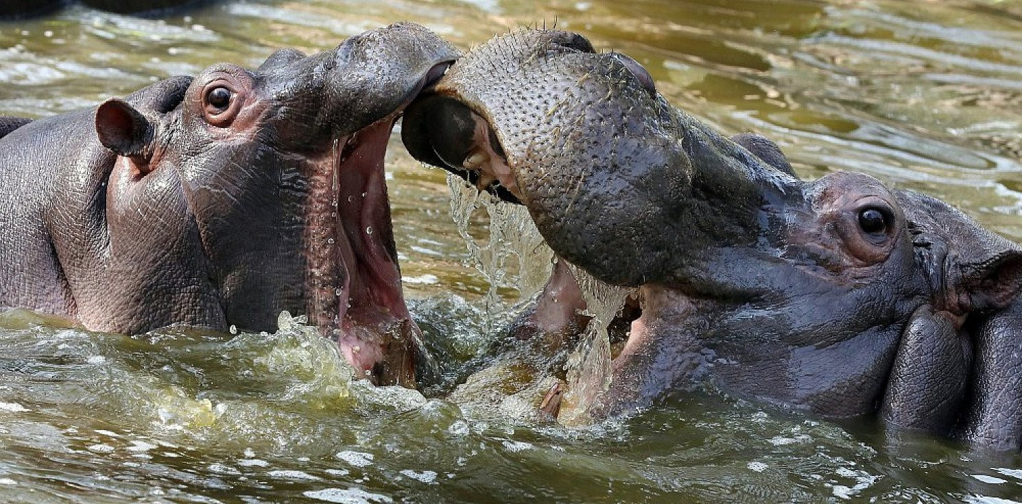 Świat - Drony pomagają chronić hipopotamy w Afryce
