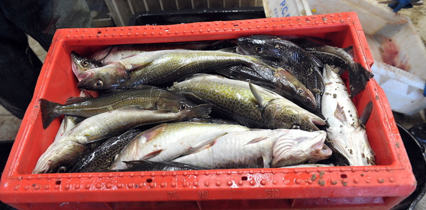 Kraj - Statystyczny Polak zjada rocznie ponad 12 kg ryb i owoców morza