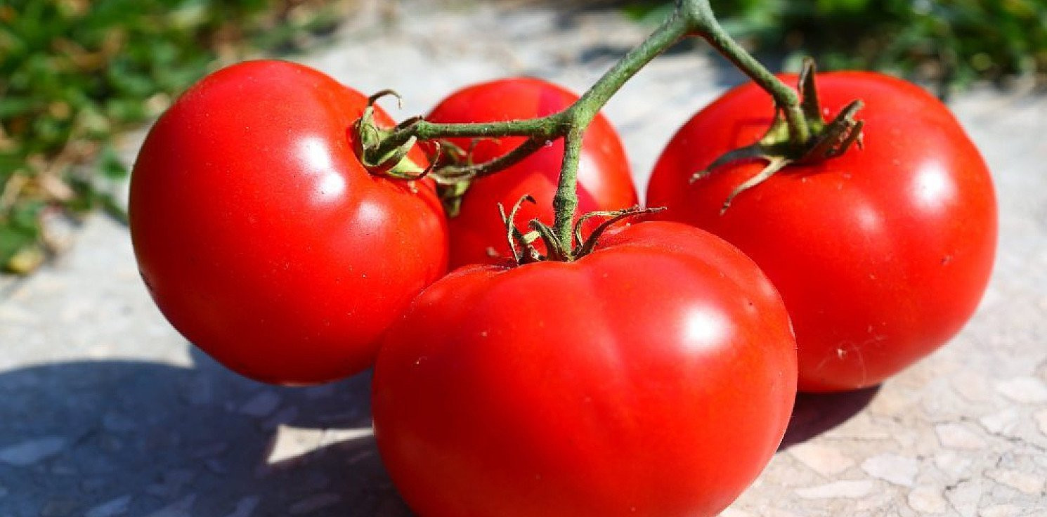 Świat - Genetycznie zmieniony pomidor do szybkiej hodowli w mieście