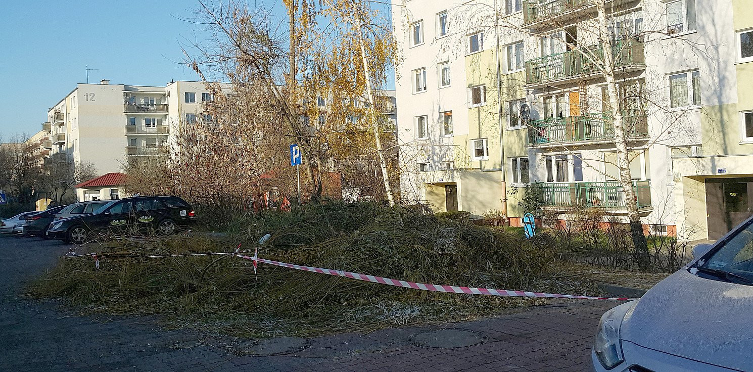 Inowrocław - Z Rąbina zniknęły dwie dorodne wierzby. Dlaczego?