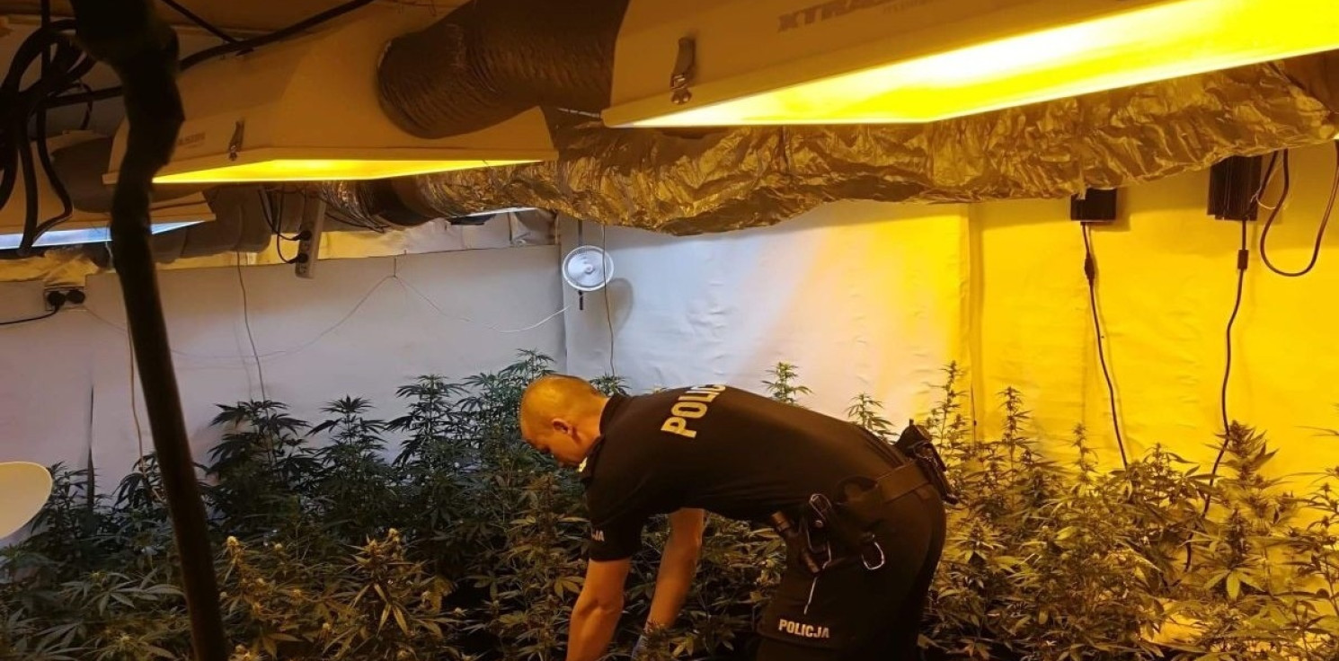 Kruszwica.online - Rodzinny biznes braci. Uprawiali... konopie