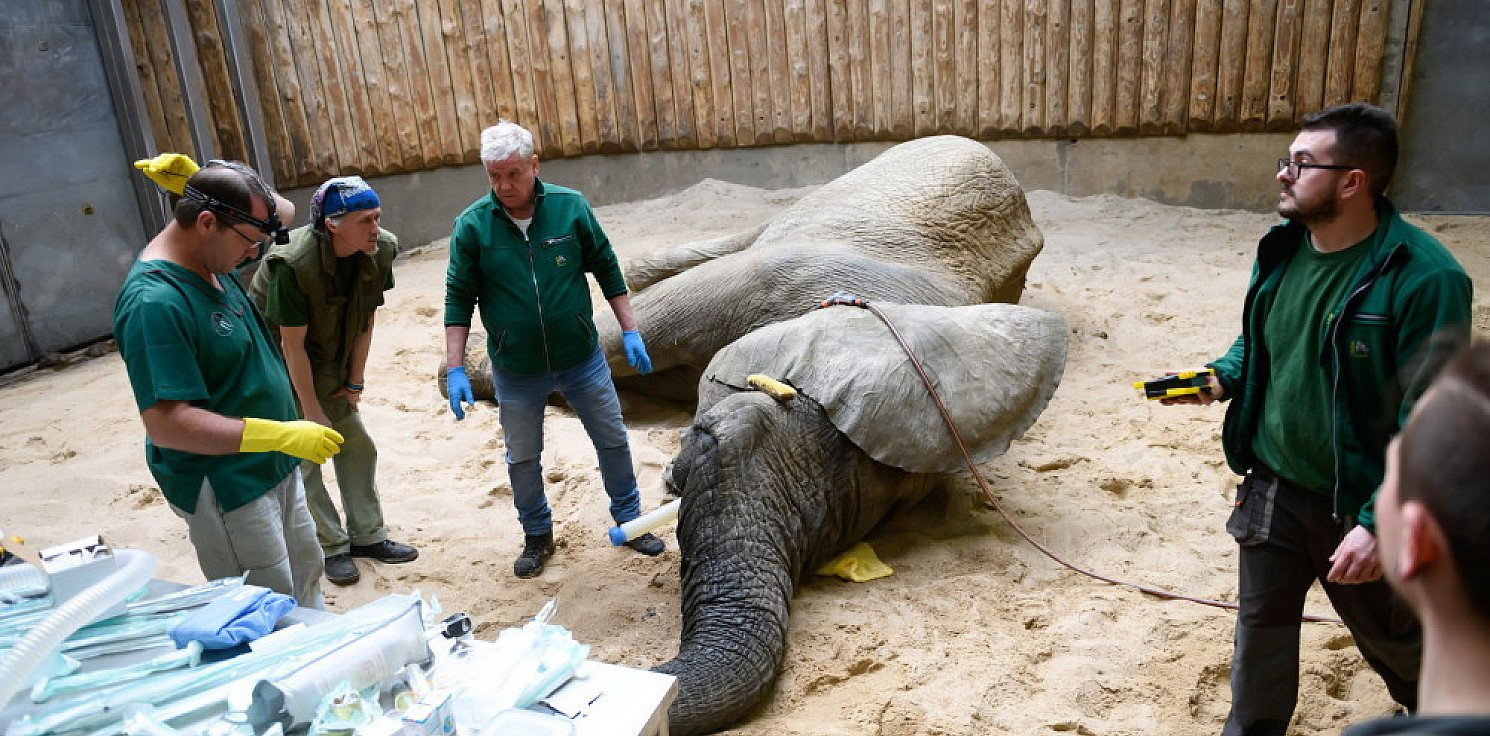Kraj - Operacja dentystyczna słonia Ninio zakończona sukcesem
