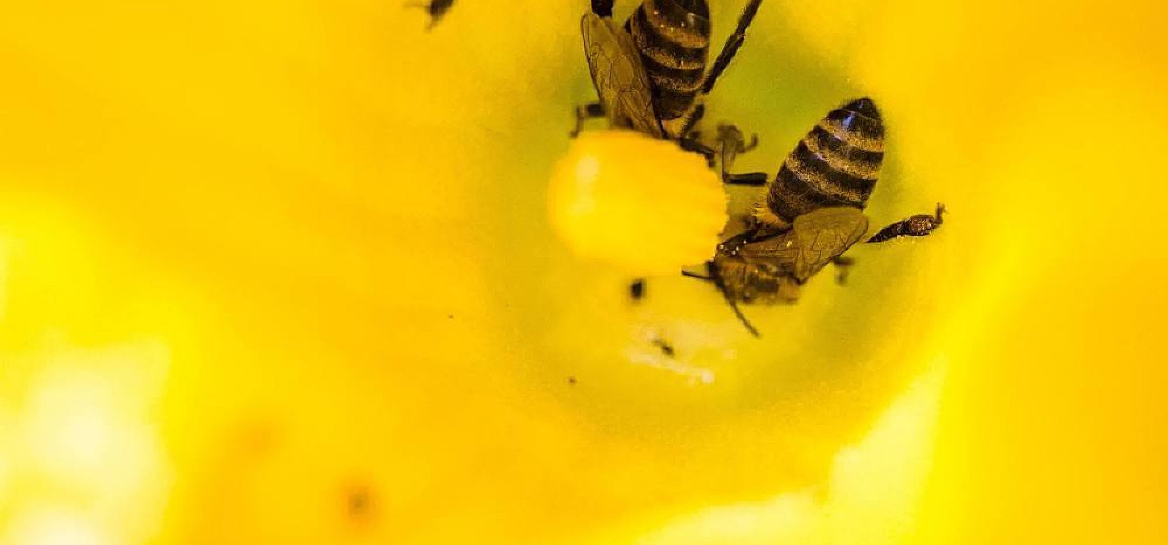 Naukowcy ostrzegają przed wymieraniem owadów