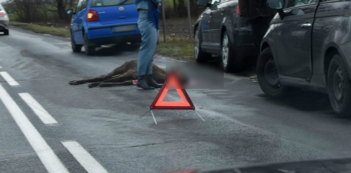 Kruszwica.online - Auto wjechało w sarnę
