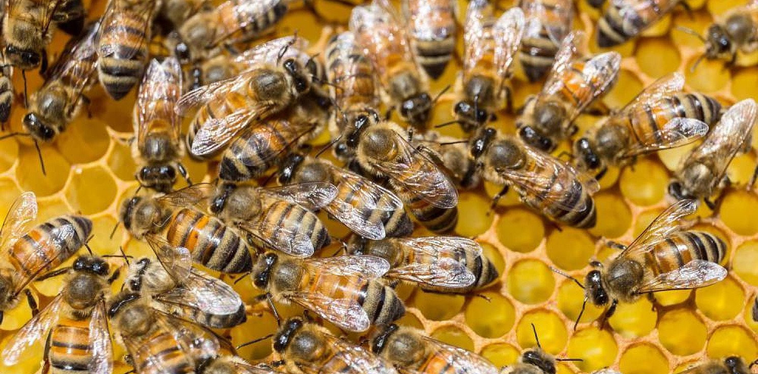 Kraj - W Kotlinie Kłodzkiej powstają „hoteliki i ogrody” dla dzikich pszczół
