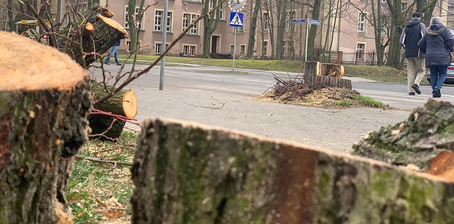 Inowrocław - Na Narutowicza rozpoczęto wycinkę drzew