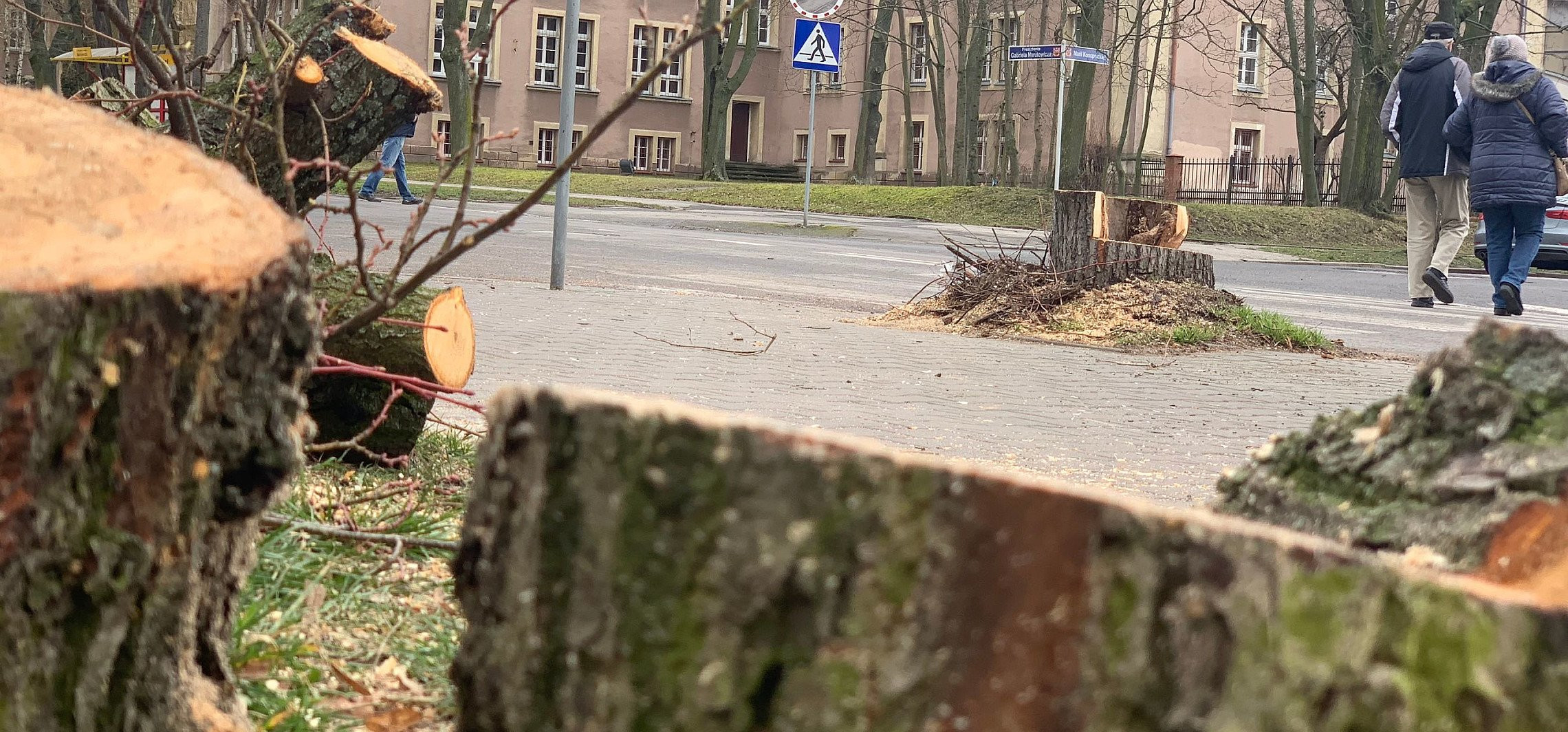 Inowrocław - Na Narutowicza rozpoczęto wycinkę drzew