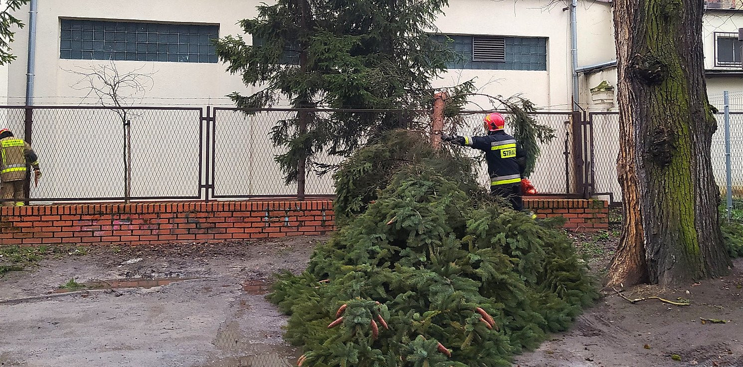 Inowrocław - Skutki wichury. Powalone drzewo w centrum