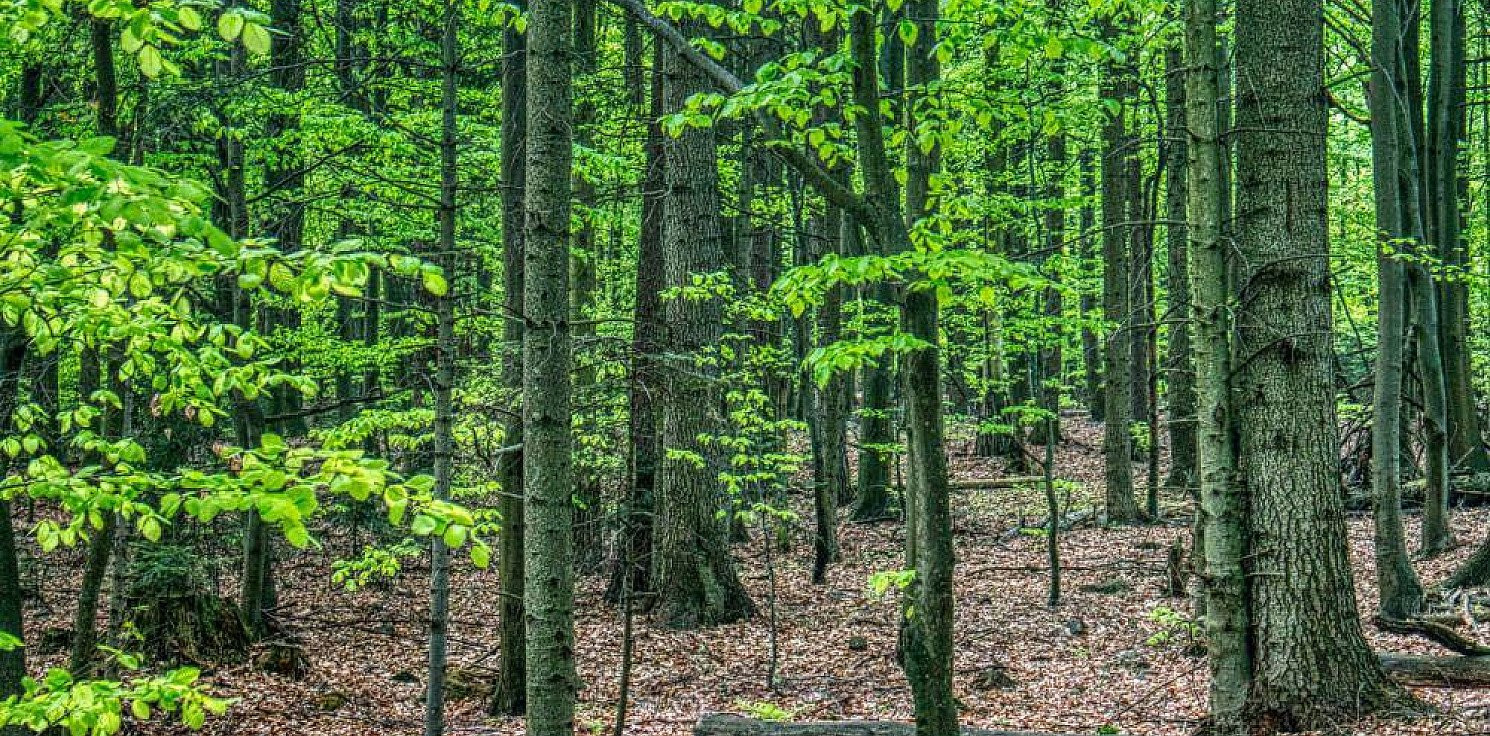 Kraj - W związku z koronawirusem do 11 kwietnia zakaz wstępu do lasów i parków narodowych