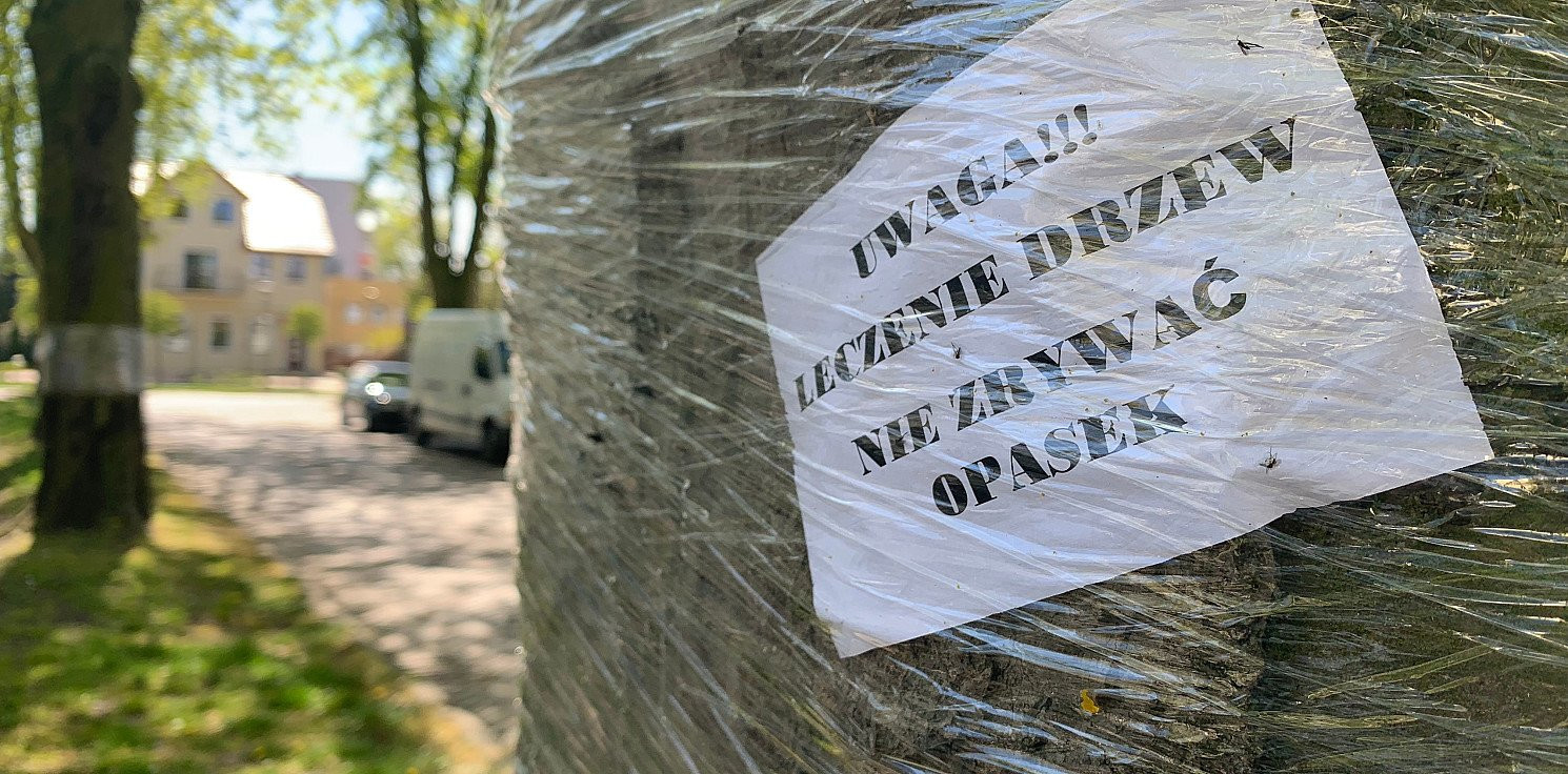 Inowrocław - Na drzewach pojawiły się opaski