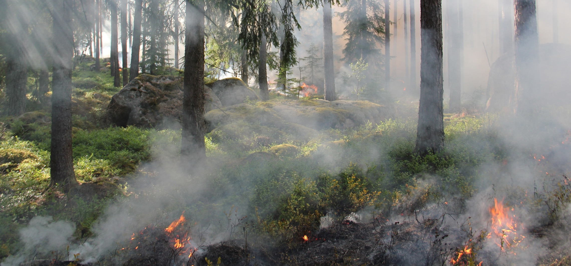 Kraj - IBL: zwiększyło się zagrożenie pożarowe w polskich lasach