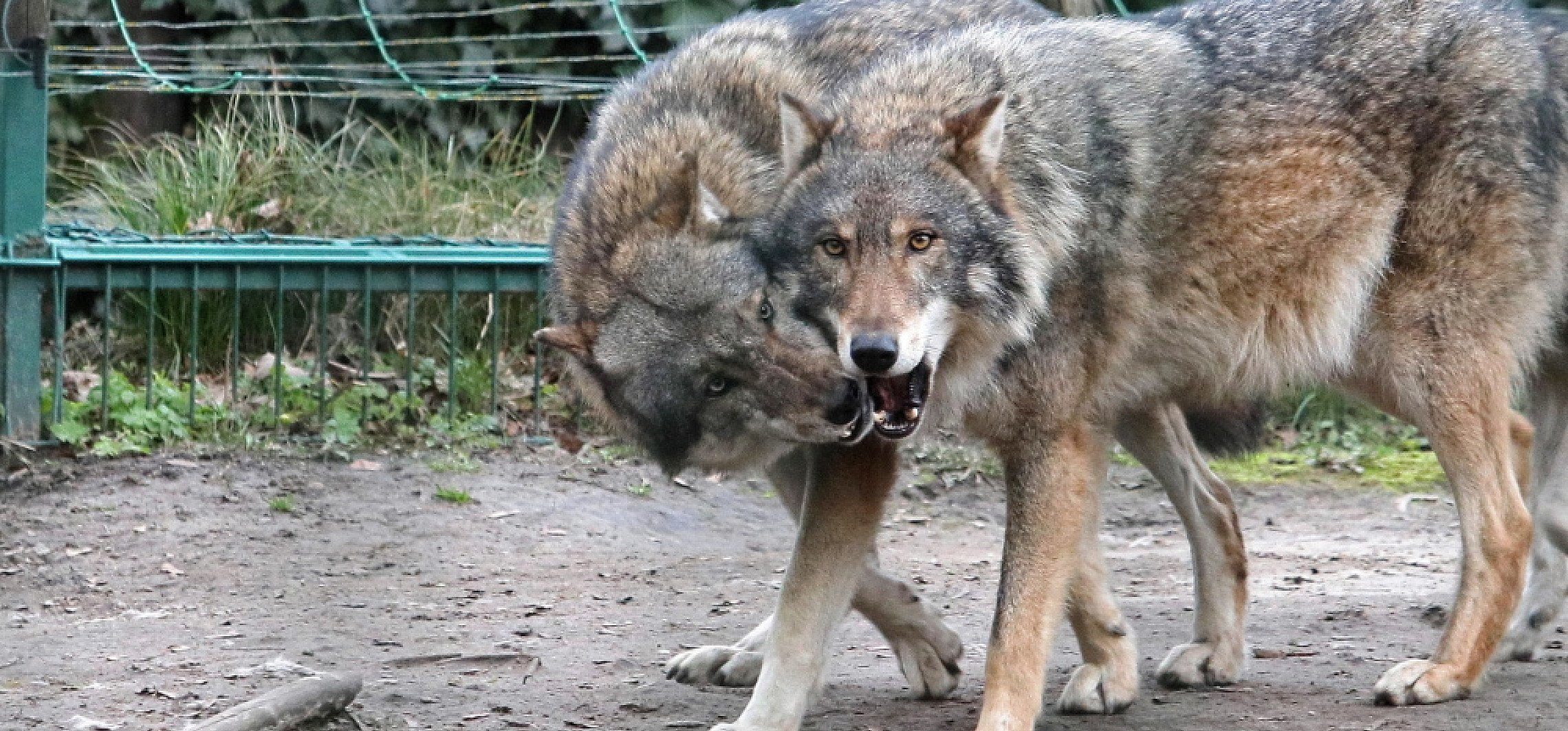 Europejscy łowcy epoki lodowcowej jadali mięso wilków