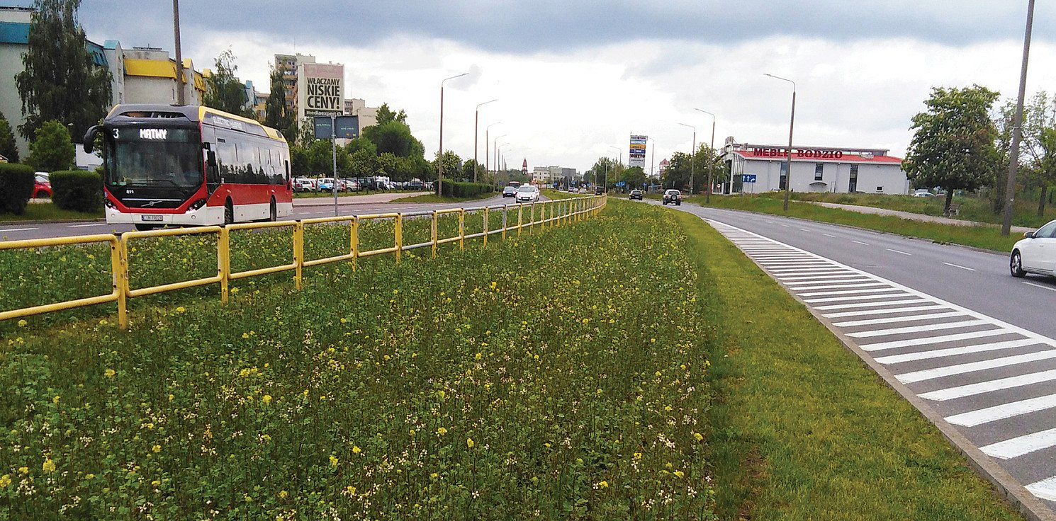 Inowrocław - Na Rąbinie rośnie łąka kwietna. Ma 1,5 hektara