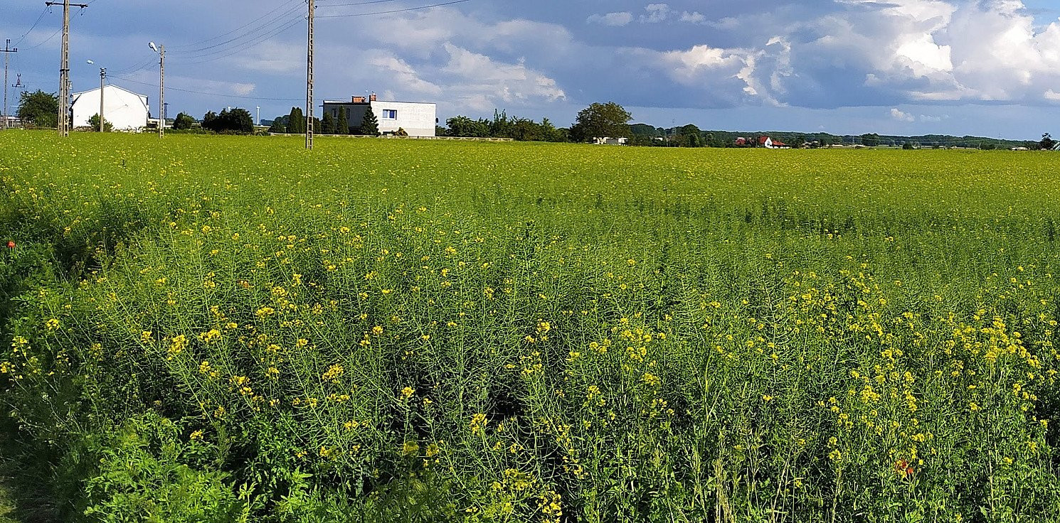 Inowrocław - Spis rolny 2020. Szukają rachmistrzów