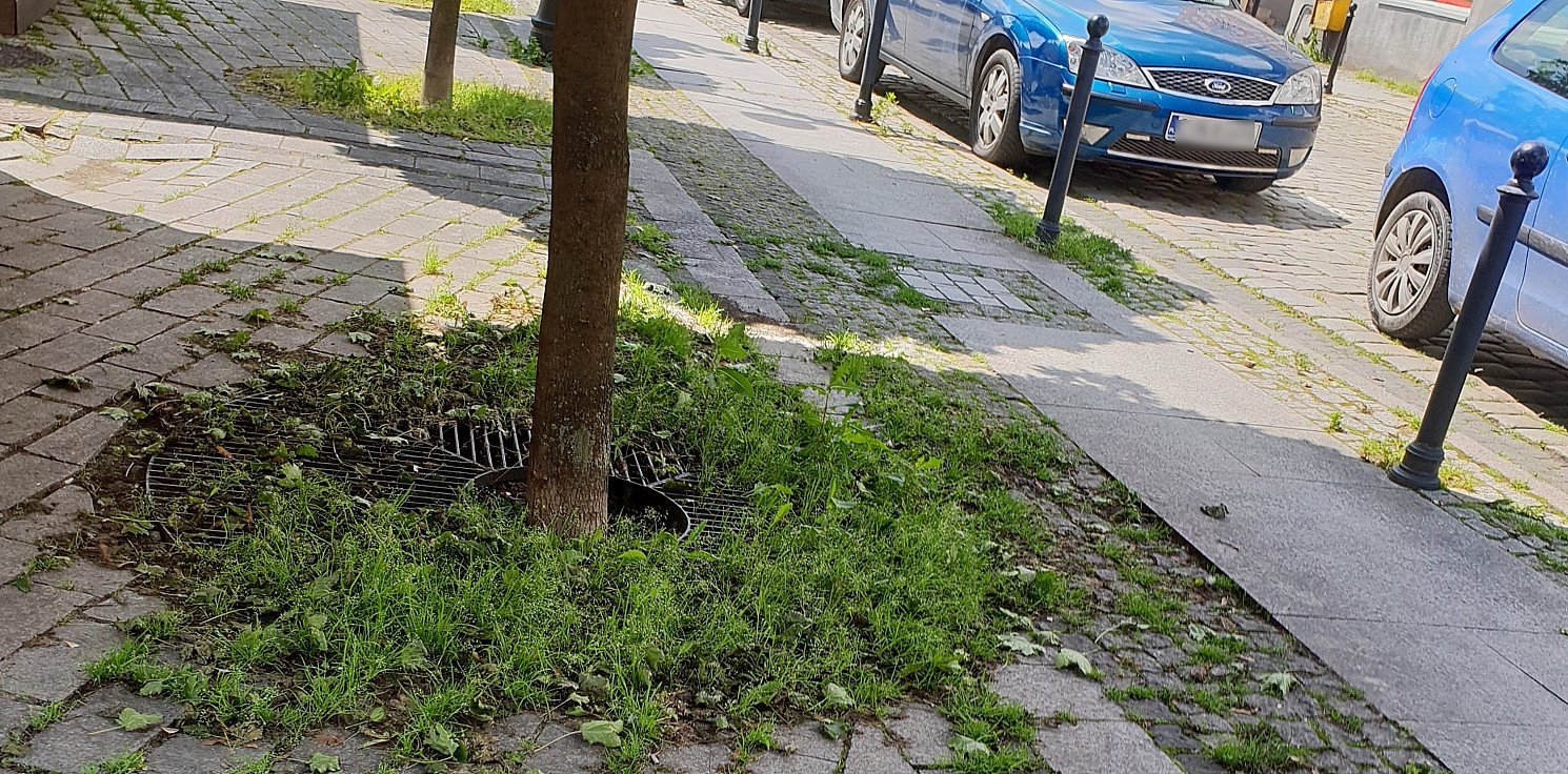 Inowrocław - Wroński: płyta Rynku porośnięta chwastami