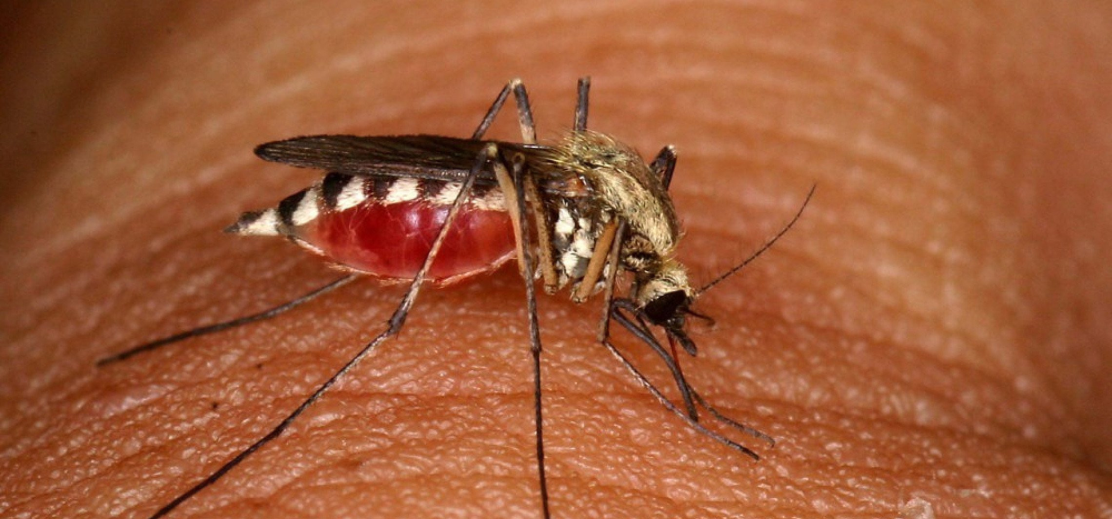 Zoolog: chmary komarów to norma podczas wilgotnego lata; w ich zwalczaniu pomagają np. żaby