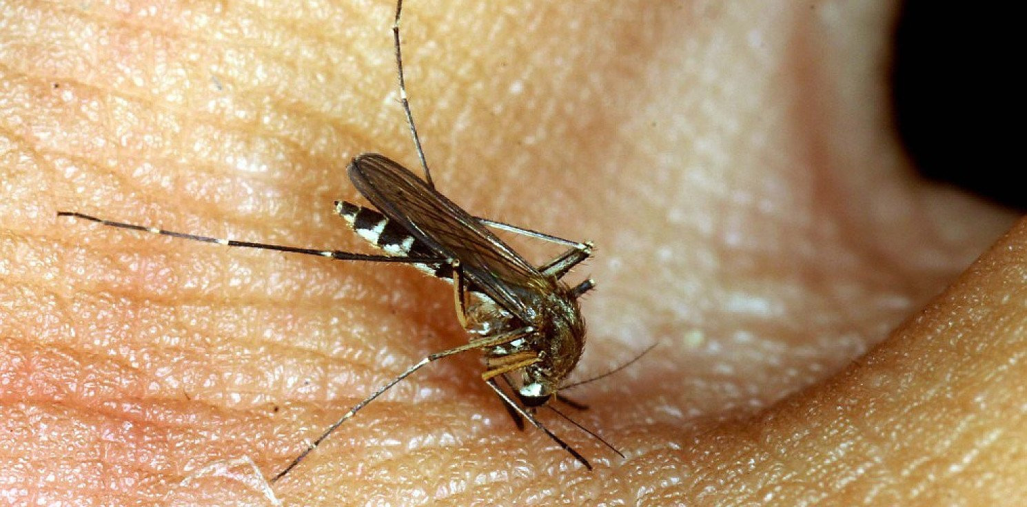 Rozmaitości - Jak korzystać z repelentów na komary?