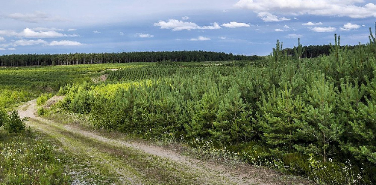 Kraj - ARiMR: do końca lipca wnioski o dofinansowanie posadzenia lasu