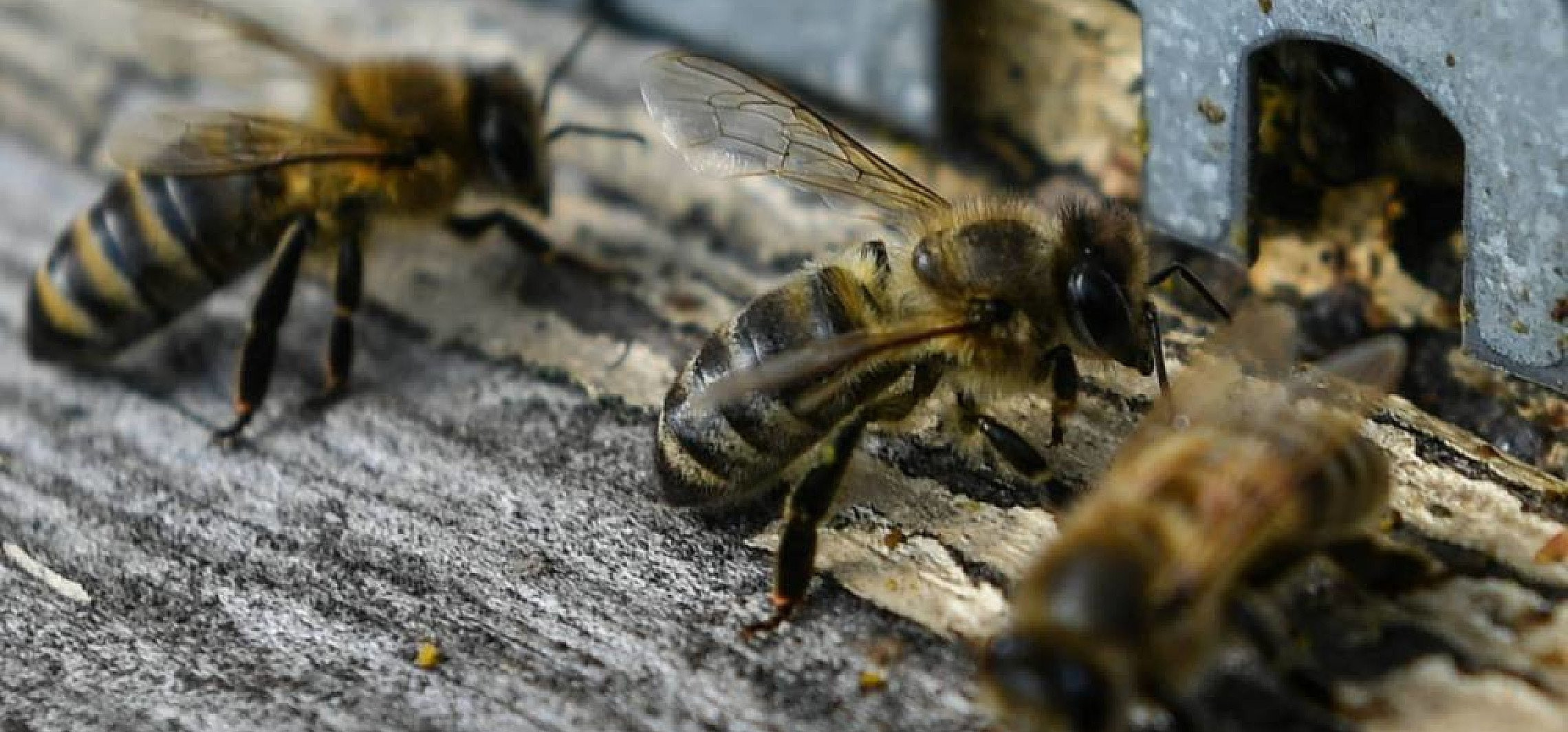 O czym bzyczą pszczoły w ulu? Badacze tłumaczą pszczele sygnały