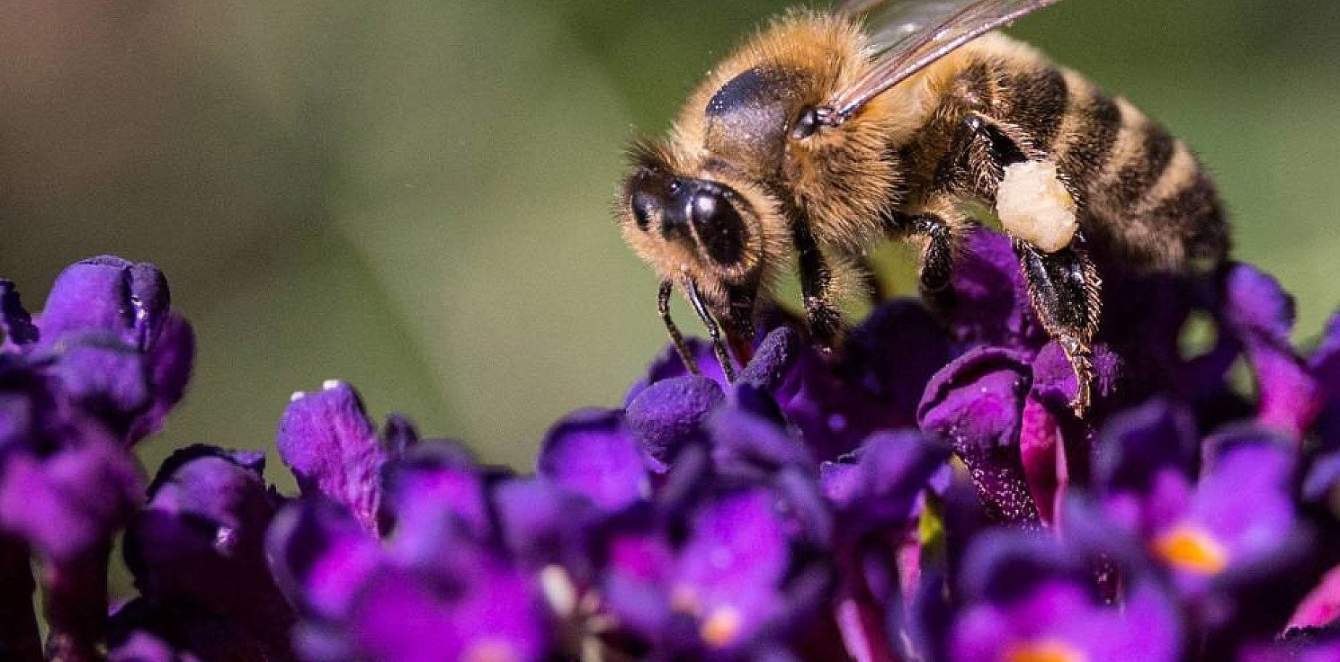 Inowrocław - W Dzień Pszczoły samorządowcy radzą, jak wprowadzać pszczoły do miast