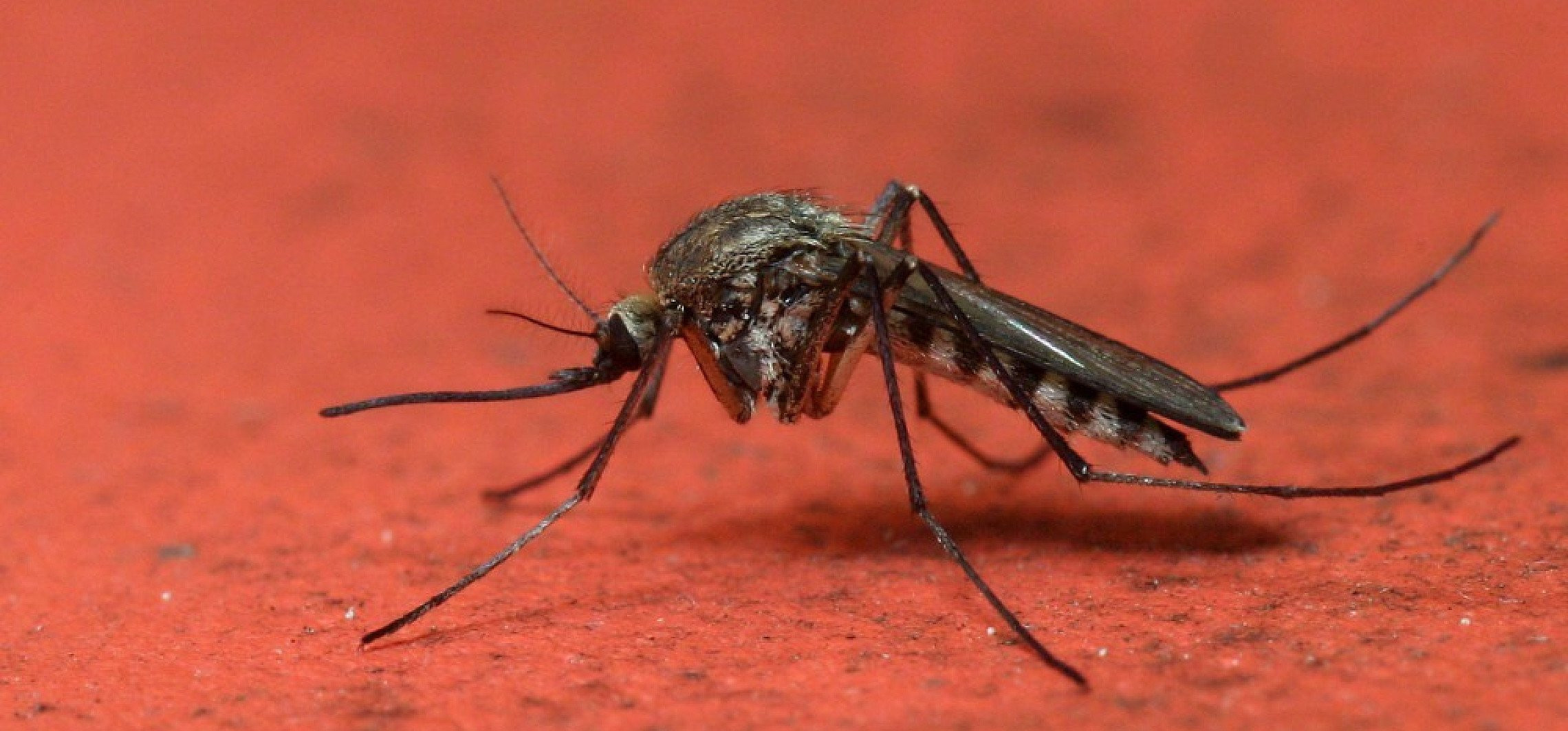 Komary coraz chętniej będą gryzły ludzi