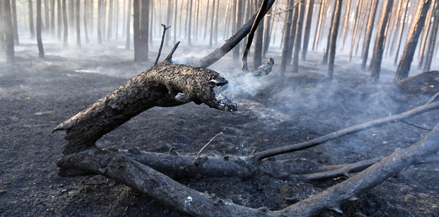 Kraj - IBL: zagrożenie pożarowe w większości lasów polskich