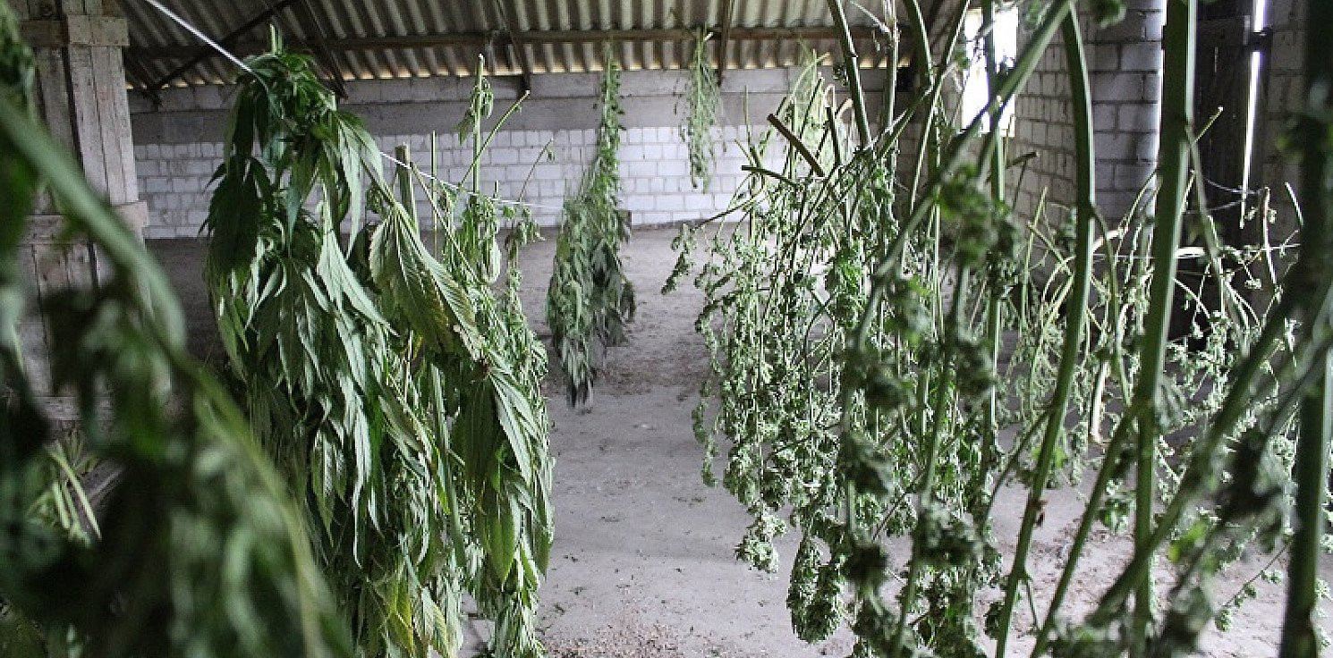 Dąbrowa Biskupia - 43-latek miał na swojej posesji plantację marihuany 