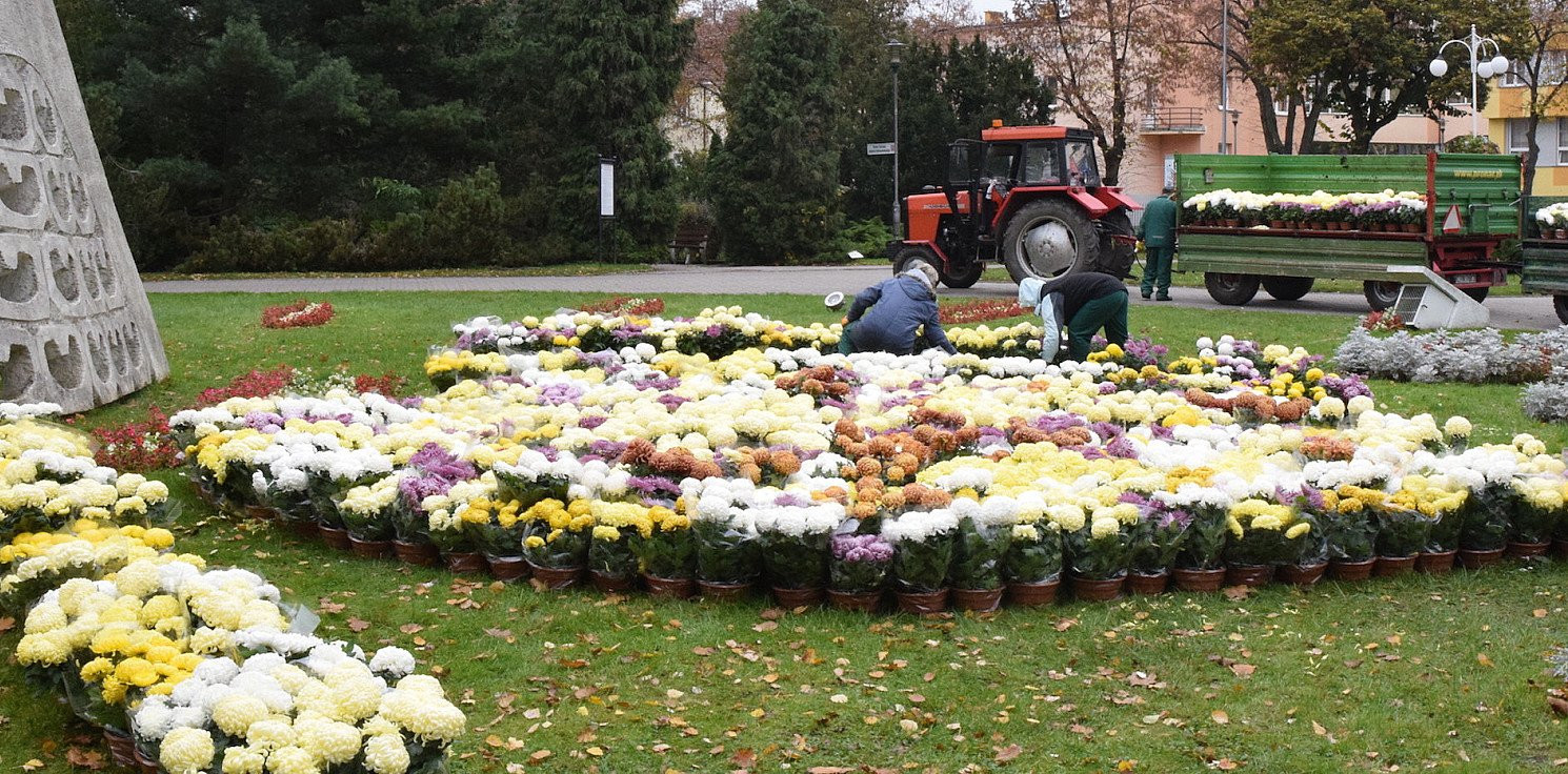 Inowrocław - Dekorują miasto chryzantemami