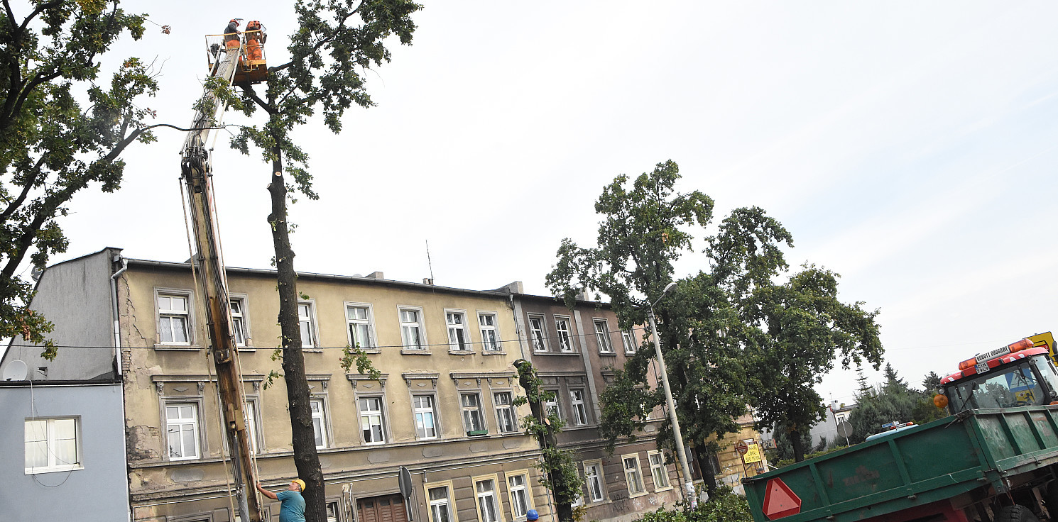 Inowrocław - Wycinają drzewa by położyć rury