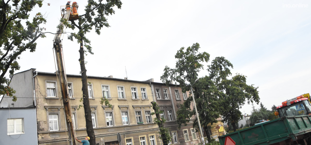 Inowrocław - Wycinają drzewa by położyć rury