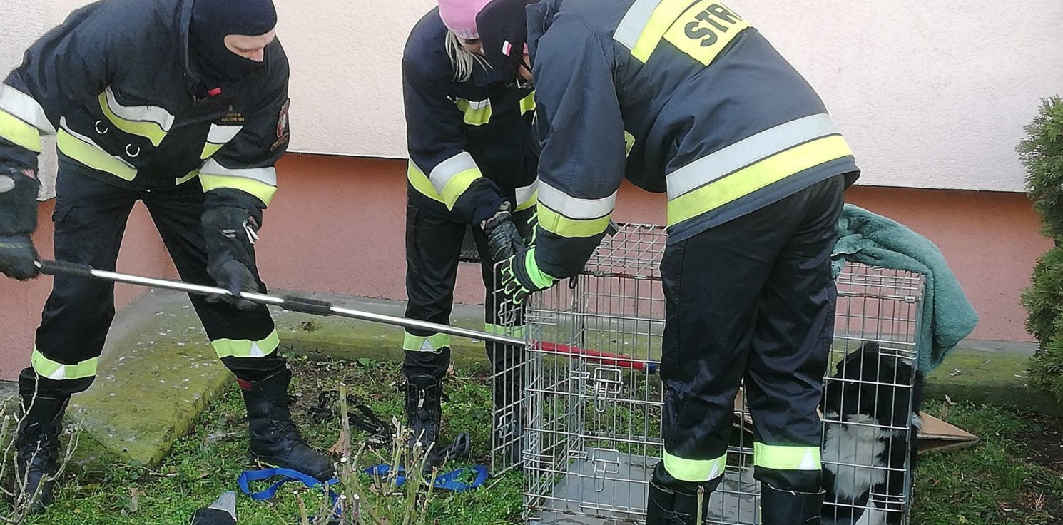 Kruszwica.online - W Kruszwicy wyłapali dwa porzucone w święta psy