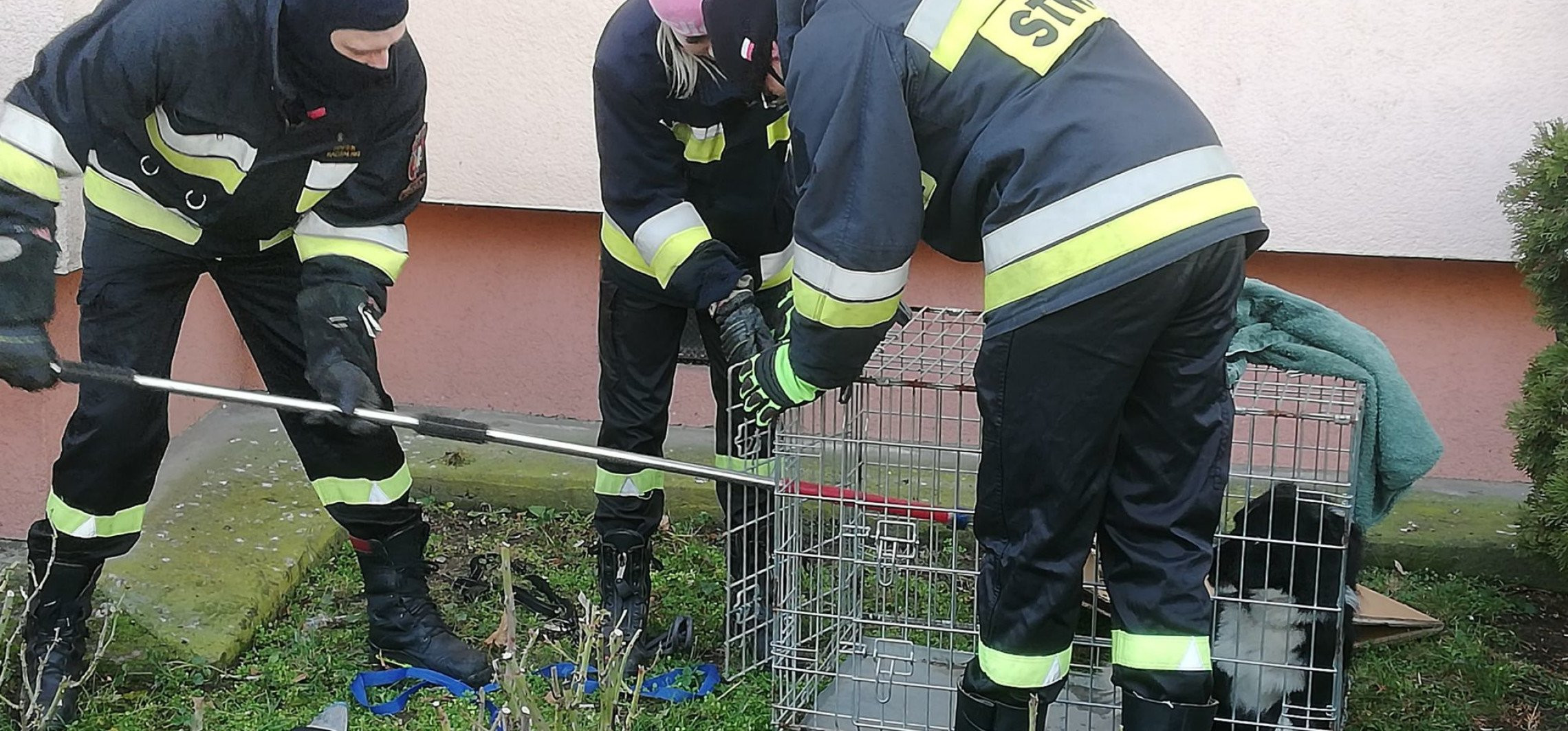 Kruszwica - W Kruszwicy wyłapali dwa porzucone w święta psy
